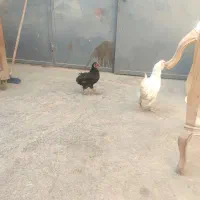 مرغ خروس گلین و سلطان|حیوانات مزرعه|اصفهان, رهنان|دیوار