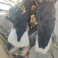 نروماده  زاغ دم سفید