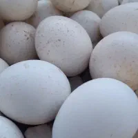 تخم بوقلمون برنز انگلیس و بوربون