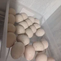 تخم|حیوانات مزرعه|کوهدشت, |دیوار