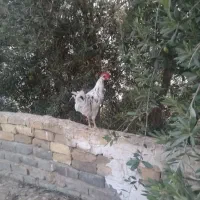 خروس گلین|حیوانات مزرعه|قم, انسجام|دیوار