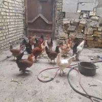 ۱۴ عدد مرغ خروس محلی اصل جوان|حیوانات مزرعه|بهبهان, |دیوار