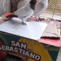 کبوتر اوچان بشرط