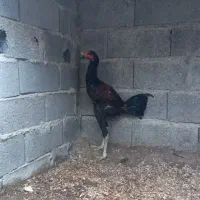 جوجه خروس مشکی