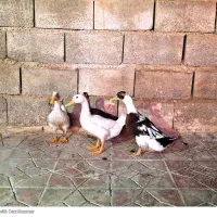 اردک محلی ارگانیک ۳ ماهه