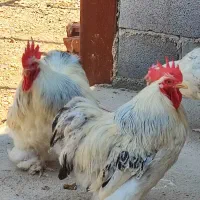 مرغ و خروس