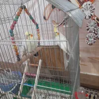 عروس هلندی لوتیتو و قفس و لانه|پرنده|قیدار, |دیوار