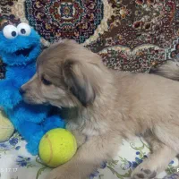 واگذاری|سگ|دماوند, دماوند|دیوار