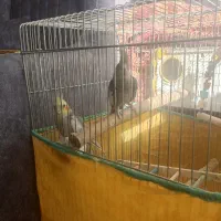 فروشی عروس هلندی