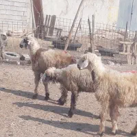 ۶ راس برندیل بختیاری درجه یک داشتی وقصابی