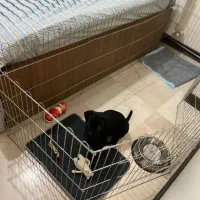 سینی ادرار سگ و پارک فلزی سگ