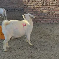 بزسانن|حیوانات مزرعه|درمیان, |دیوار