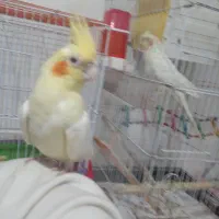 عروس هلندی مولد جوجه دار اهلی سخنگو|پرنده|تبریز, |دیوار