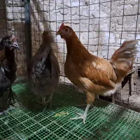 مرغ رسمی و قلم‌سیاه ۸ ماهه و مرغ و خروس گلین