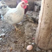مرغ تخم گذار  سه عدد