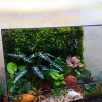 تراریوم پالوداریوم موساریوم عمده|گل و گیاه طبیعی|اصفهان, آبشار|دیوار