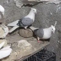 یکجفت پشت چاهی