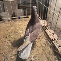 کفتر|پرنده|صوفیان, |دیوار