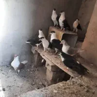 کبوتر افغانی