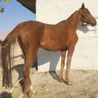 اسب مادیون شش دانگ