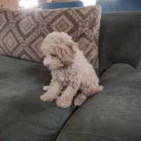 توله پودل عروسکی ماده