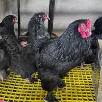 مرغ و خروس امپراتور مشکی