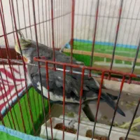 عروس هلندی سنخگو