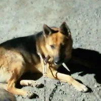 سگ گرگی ژرمن شپرد نر