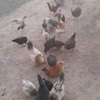 خروس و مرغ محلی اصل