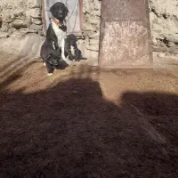 توله گله ای