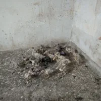 جوجه اردک دوماه و سه ماه