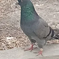 کبوتر فروشی