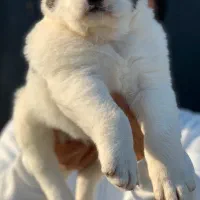 سگ الابای روس الابای