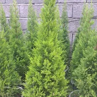 کاج لاوسون و فتونیاو کامیس نوکدار