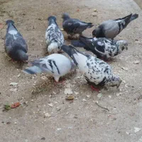 کبوتر خانگی