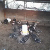 بوقلمون و مرغ و خروس و جوجه گلپایگان