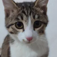 گربه رایگان