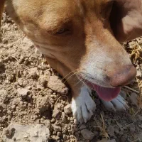 سگ پاکوتاه|سگ|مشهد, کلاکوب|دیوار