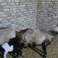 گوسفند یا میش با بره یک عدد بختیاری یک عدد کردی|حیوانات مزرعه|مهران (ایلام), |دیوار