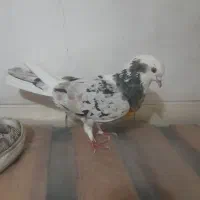 هما سرور ماده