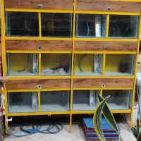 ۹عدد آکواریوم ۶میل|ماهی|گناباد, |دیوار