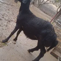 بره قوچ قره قزل|حیوانات مزرعه|قیدار, |دیوار