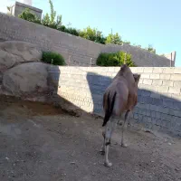 شتر|حیوانات مزرعه|خفر, |دیوار