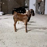 فروش کهره ماده بندر دیر