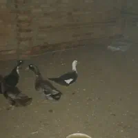 اردک معمولی اسرائیلی