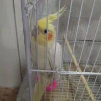 عروس هلندی ماده