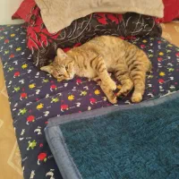 واگذاری گربه