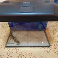 اکواریوم کامل|ماهی|کیش, |دیوار