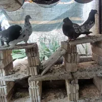 کفتر سینه|پرنده|داراب, |دیوار