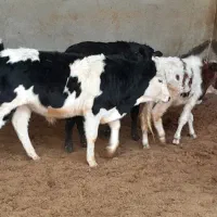 ۱۰ راس گوساله نر ۱۵۰ کیلو و کشتاری